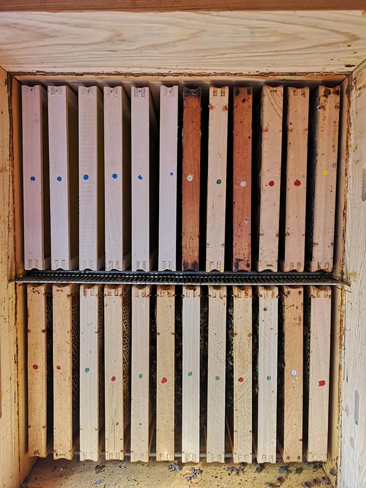 Utrinki iz čebelnjaka 13